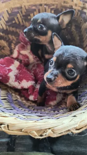 Filhotes de pinscher zero