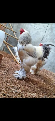 Galo brahma light azul padrão 