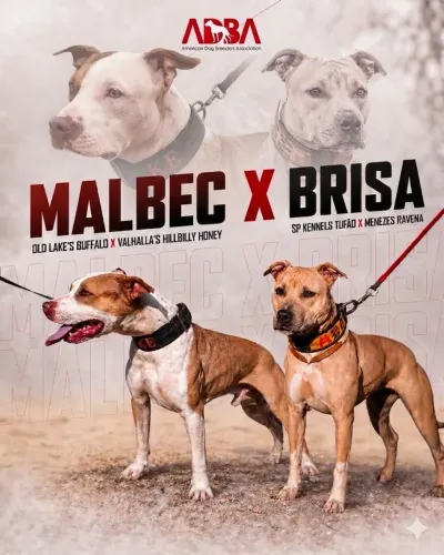 American Pitbull Terrier