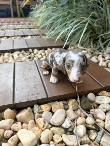 Vendo Filhotes de Dachshund - Salsichinha - Cofap