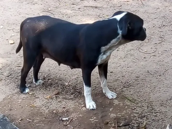 Cachorro budog campeiro