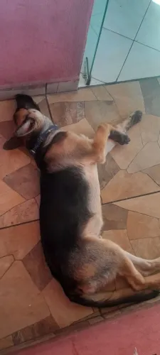 Vendo filhote de pastor alemão 5 mês