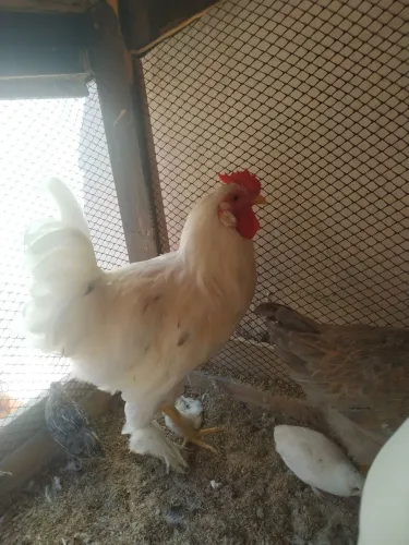 Frango da raça Brahma Branco