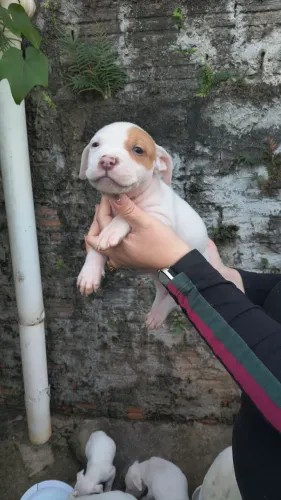 Pitbull