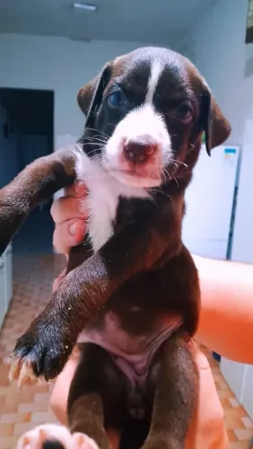 Filhote de cachorro (fêmea)