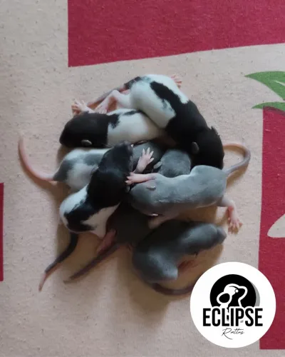 Eclipse Rattus | Ratos Twister | Filhotes Selecionados