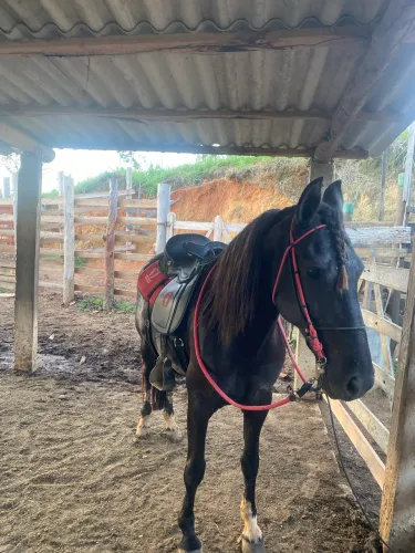 Vendo Cavalo Marcha Batida
