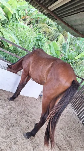 Cavalo