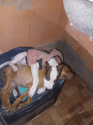Doação de cachorro filhote 