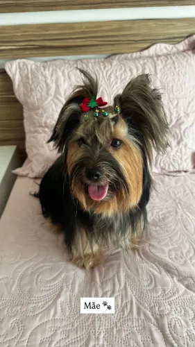 Filhote Yorkshire terrier