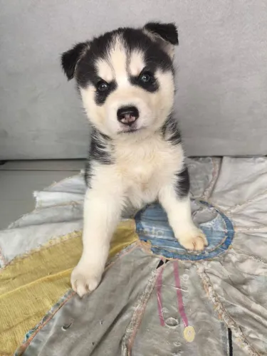 Filhotes de Husky Siberiano | Companheiro para viagens.