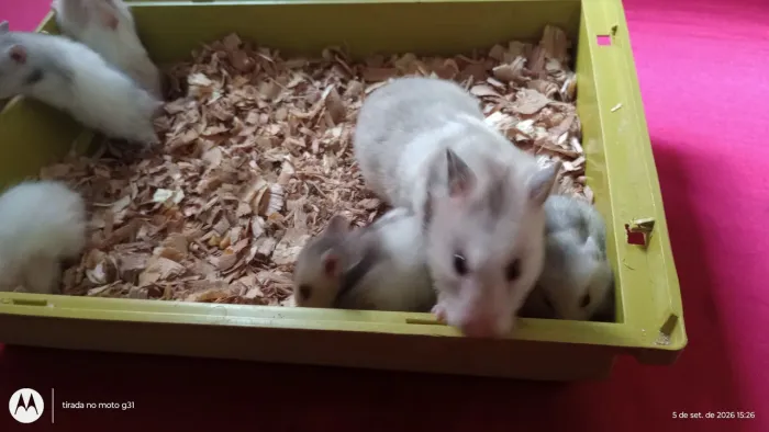 Hamster adultos e filhotes