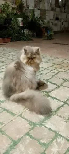 Gato persa 