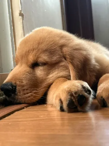 Filhote de Golden Retriever