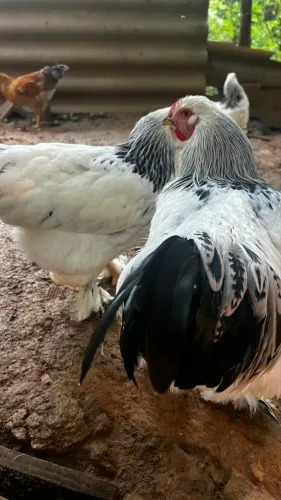 Ovos de Galinha Brahma Galados 