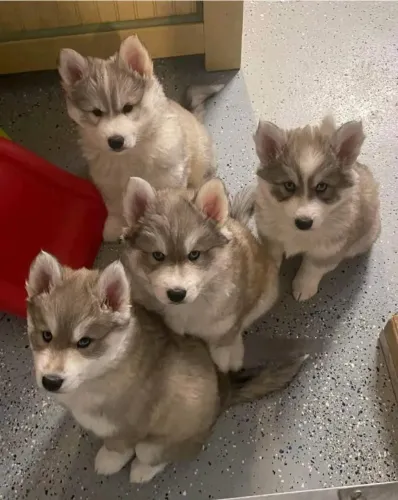 Filhotes de Husky Siberiano | Encanto para admirar.