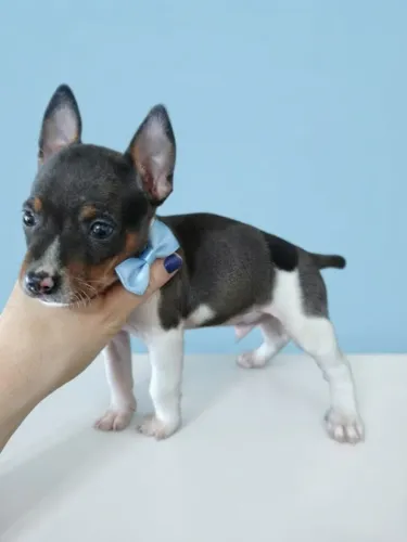 Pinscher Menino Muito Fofo