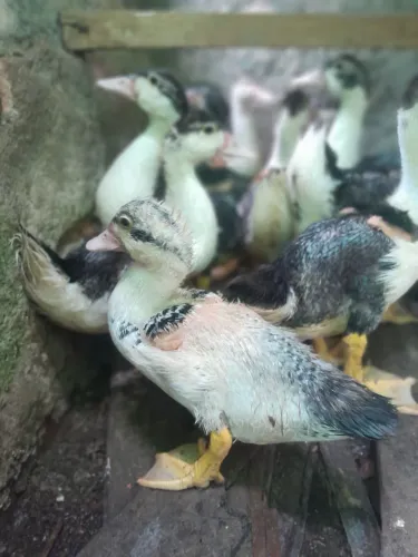 Patinhos