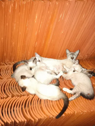 Gatos pra doação