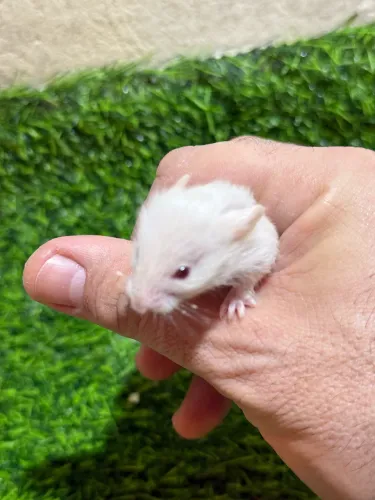Hamster Sírio