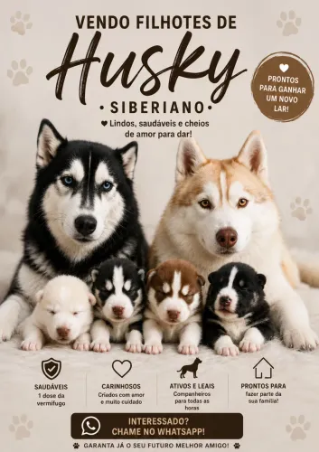 VENDO FILHOTE DE HUSKY SIBERIANO 