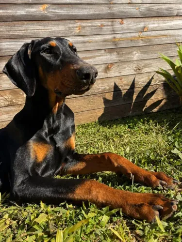 Doberman macho com pedigree