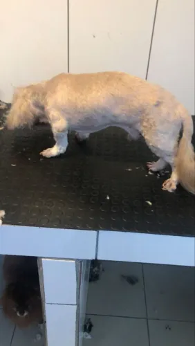 Vaga pet shop 