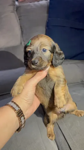 Dachshund pelo longo - Macho Teckel
