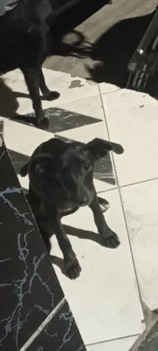 Filhote de Cachorro Fêmea 4 meses