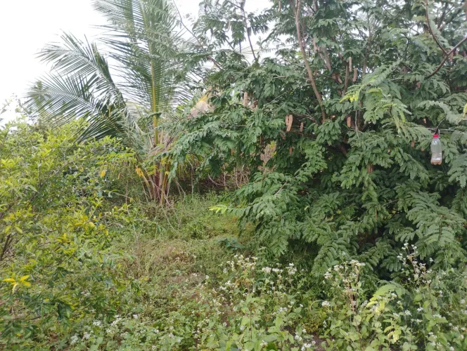 Vendo uma chácara no povoado campo em Itaporanga d'ajuda
