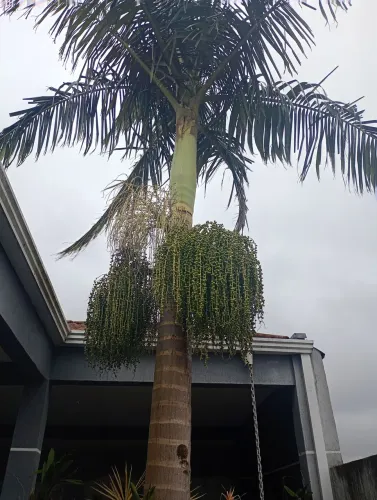 Vendo palmeira