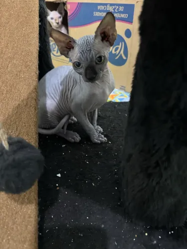Vende-se Filhotes da raça Sphynx Macho