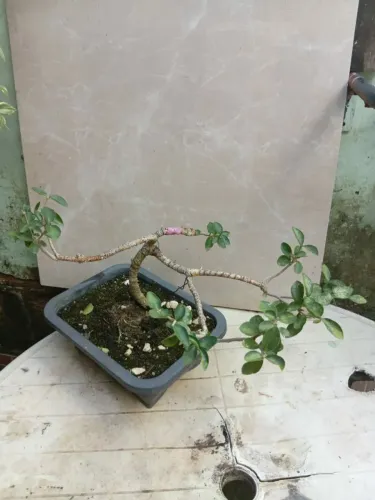 Bonsai de acerola 2 anos