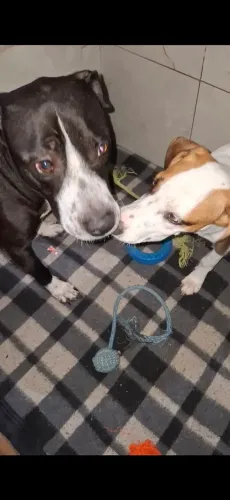 Doação de cachorros 