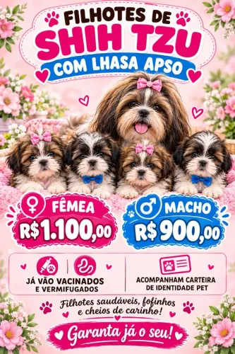 Shitzu com ilhasa