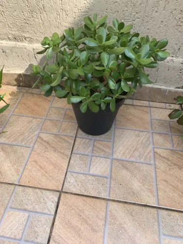 Planta jade