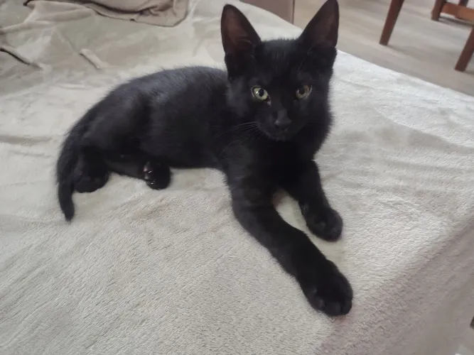 Doação de gatinho 