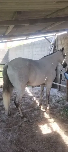 Cavalo Mangalarga a venda