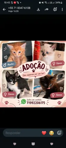 Filhotes para doação