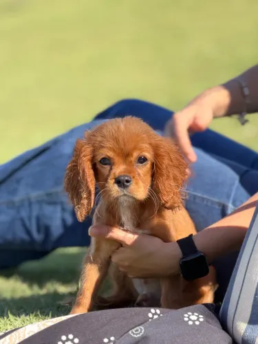 Machinho disponível 