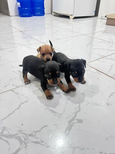 Pinscher N? 01