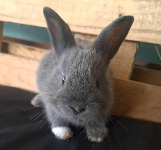 Coelhos filhote Anão Holandês.