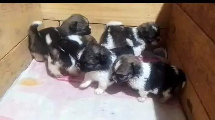 Filhotes de Schitzu