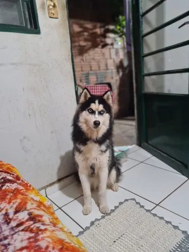 Procuro macho pra cruzamento  que seja peludo 