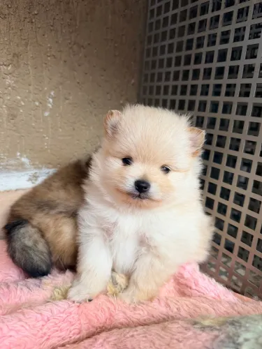 Lulu da pomerania anão