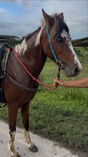 Cavalo mangalarga