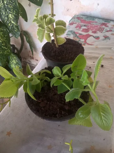 Vendo plantas de várias qualidades