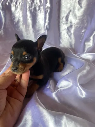 Pinscher 