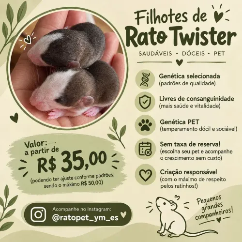 Lindos filhotes de rato Twister
