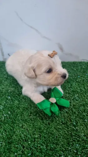 Poodle com Maltês